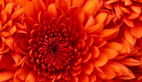 Chrysanthemum.jpg