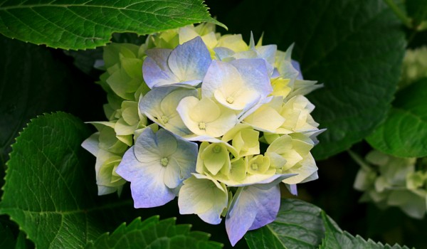 Hydrangeas.jpg